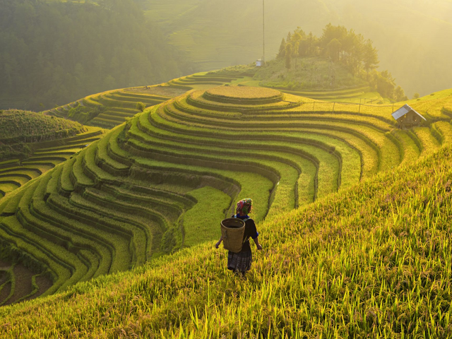 Farmer in Reisterrassen, Vietnam Reisen