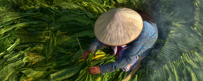 Tabak Plantage, Vietnam Reise