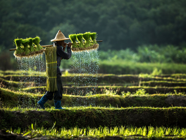 Reisanbau in Vietnam, Vietnam Reisen