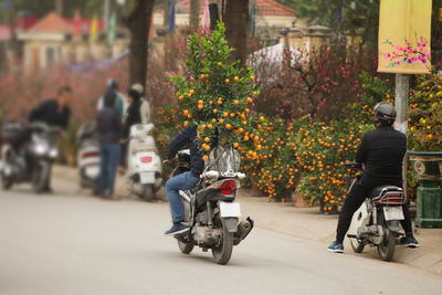 Vespa mit Kumquat Baum, Tet Fest Vietnam