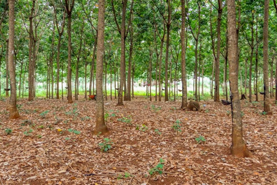 Kautschuk Plantage, Kambodscha Rundreise, Natur