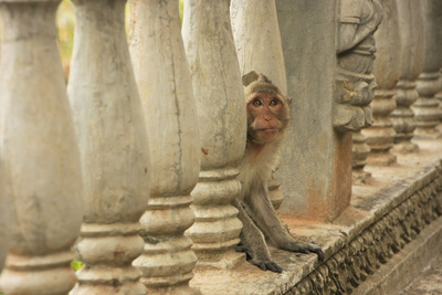 Makake, Affe, Tempel, Phnom Sampeau, Battambang