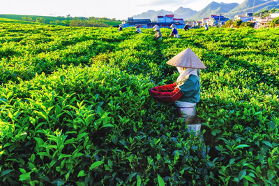 Teeplantage, Dalat, Vietnam Gourmetreise