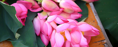 Lotus, Vietnam Reise