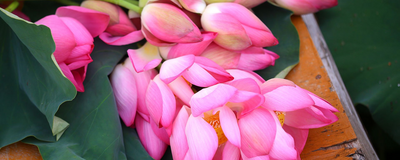 Lotus, Vietnam Reise