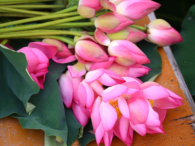 Lotus, Vietnam Reise