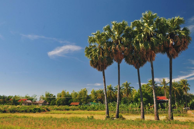 Koh Trong Insel, Kambodscha Rundreise, Natur