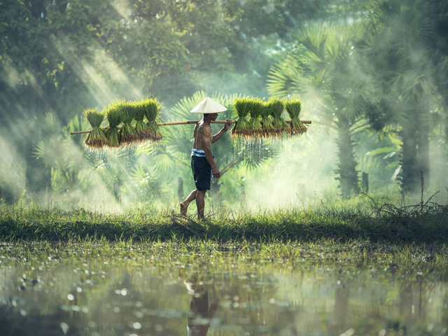 Reisbauer, Vietnam Reisen