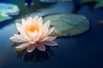 Lotusblüte, Abschied aus Vietnam, Vietnam Wellness Reise